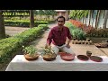 top secret of growing ashoka tree from seeds. nursery trick of growing saraca asoca