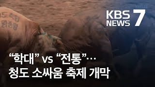 “학대” vs “전통”…논란 속 청도 소싸움 축제 개막 / KBS뉴스(News)