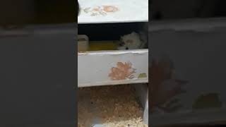 Guinea pig lerimize kendi imkanlarımızla yeni kafes yaptık çok sevindiler çoook 😀