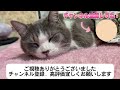 猫達がグルーミングしたりニャンプロしたり喧嘩するほど仲が良い！？