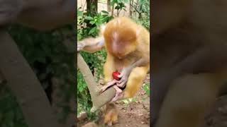#cute BiBi monkey obedient eat fruits #babymonkey#animals #animals#thedodo #dodo#saveanimal #shorts