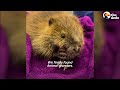 Rescued Baby Beaver Finally Makes a Friend  The Dodo