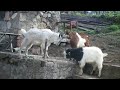 ԱՀՆԻՁՈՐՑԻ ԱՅԾԻԿՆԵՐԻ ՄԵՆԱՄԱՐՏԸ ahnidzor village s goats battle