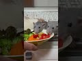 サラダバーに興奮するファンシーラット🐀🥗 ファンシーラット エキゾチックアニマル ペット 可愛い fancyrat fancyrats