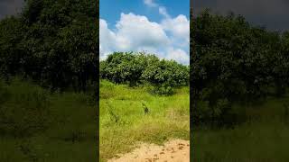 EP399 The Most Beautiful Landscape in Countryside, Asia, Cambodia #short #youtubeshorts #teaspheap