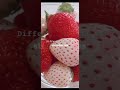 different kinds of strawberies