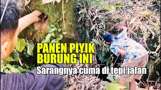 PANEN PIYIK BURUNG INI, SIAPA SANGKA SARANGNYA BANYAK CUMA DITEPI JALAN