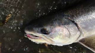 Bekanbeushi river Hokkaido 別寒辺牛川 アメマス / slow fishing