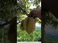 boy earns lakhs picking fruits shortsvideo