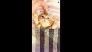 子猫のお腹に布団をかけた→幸せそうな反応を見せてくれた♡