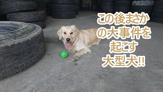 この後また大事件をしでかすゴールデンレトリバーティト大型犬