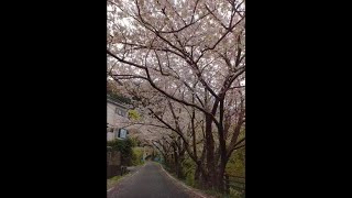 紺碧の海眺望の絶景宿 コート・ロシューズ　桜の道