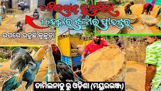 ତମିଳନାଡୁରୁ ଆସିଲା ୧୬ ହଜାର ଟଙ୍କାର ଫାଇଟର କୁକୁଡା😲😱 ଗୋଟେ କୁକୁଡାର ଦାମ ୧୬ ହଜାର ଟଙ୍କା#blackskinfighter