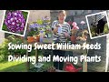 Sowing My Harvested Sweet William Seeds / Planting Agapanthus In The Border/ Dividing  Veronica