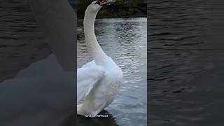 FLYING GOOSE, is it possible? #shorts #swan #swans #swanfam #animals