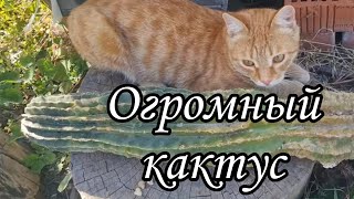 Как обрезать - омолодить кактус. Обрезать кактус если гниёт. #cactus #кактусы