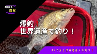 【西表島】世界遺産で釣りしてみた！