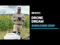 QLD sunflower crop planted by drone could be world first | ABC News