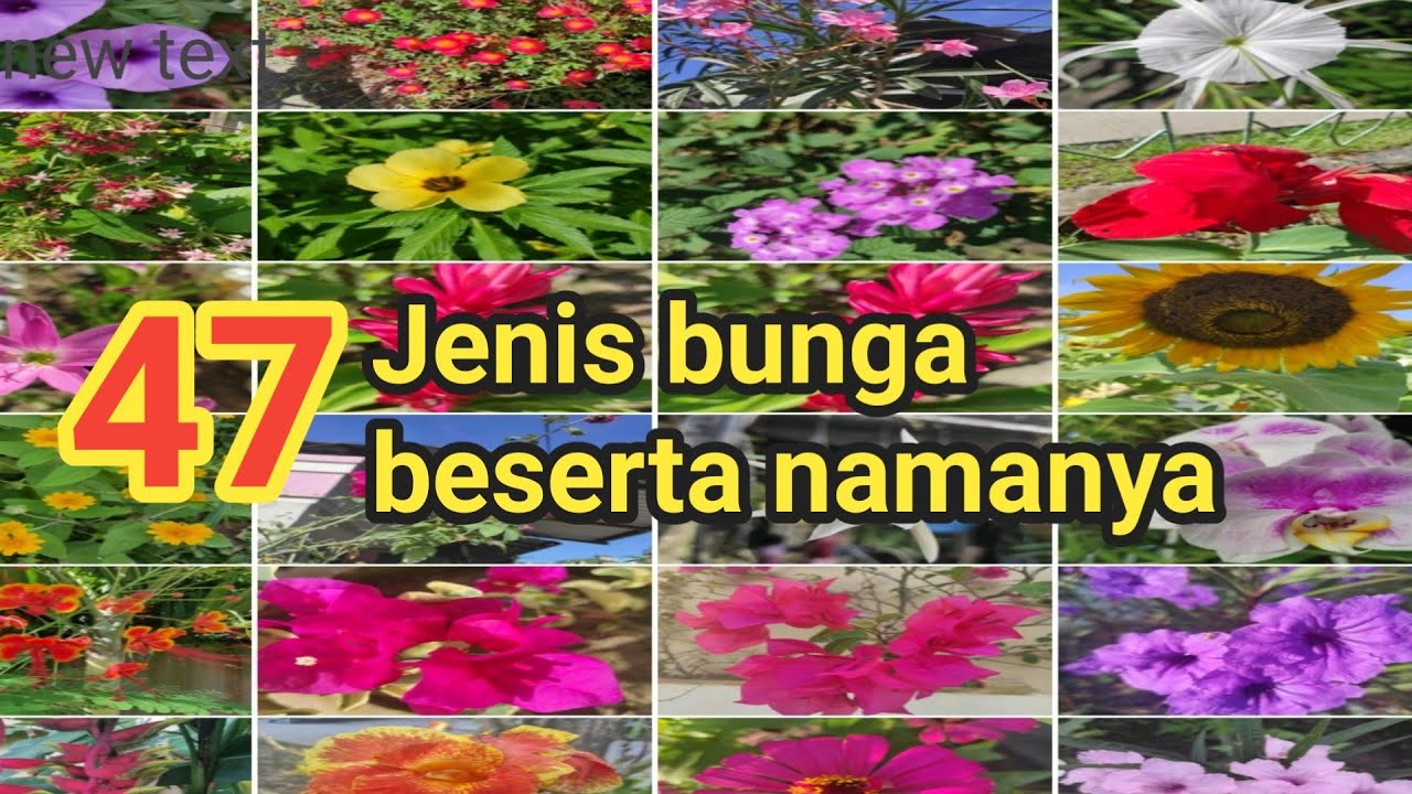 47 Jenis Bunga Beserta Namanya Lengkap A-Z 🌹🌼🌻🥀🌺 - YouTube