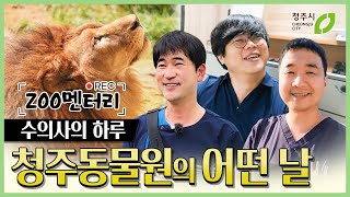 사자 바람이 , 청주동물원  김정호 수의사  멋지 ZOO ~