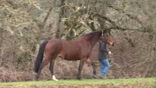 Bianca - 2009 Holsteiner filly by Silvano N