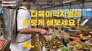 다육🍯팁! 다육이깍지벌레 약은 이걸로 쓰세요(광고아님) 다육깍지 살균제 완벽공유!! ⚡️⚡️