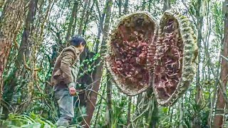 人類意外掉入荒島，被遠古怪獸襲擊！【大蛇4：迷失世界】丨驚悚 冒險 災難 #奇妙影视馆