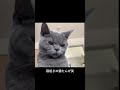 寝起きがとんでもなく不機嫌な猫♡