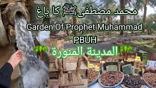 GARDEN OF PROPHET MUHAMMED ﷺ ALIYA DATES FARM IN MADINAH | VISIT ALIYA AL MADINA FARM