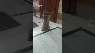 Oggy cat 😺🐈 musti time #cute #catvideos