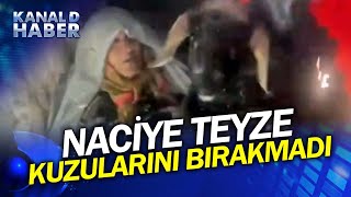 Naciye Teyze Donmak Üzereyken Kuzularına Sarılmış Halde Bulundu!