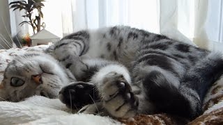 猫のためにできること…天真爛漫なあめちゃんと神対応な母ちゃん❤ -Cat's favorite bed