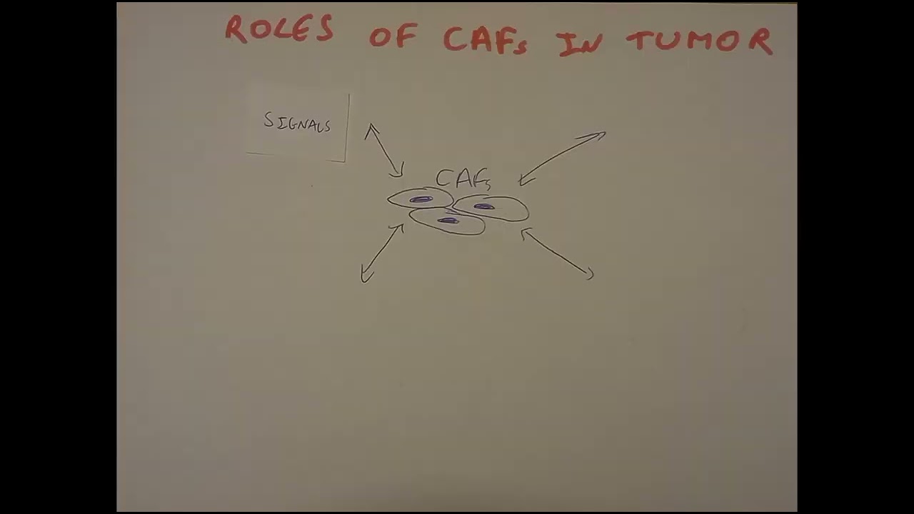 Cancer Associated Fibroblasts Cafs Keys To The Tumor Microenvironment
