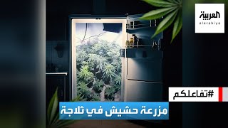 تفاعلكم | البيرو.. الشرطة تكتشف مزرعة حشيش في ثلاجة