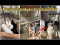 Menjodohkan ayam american silkie