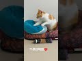 貓貓踏踏時間~~~不停踩啊踩❤️ cute cat 🥳 33喵躺著宅