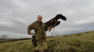 Olga the Steppe Eagle on a flight