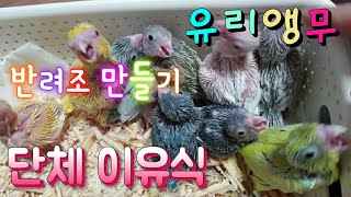 갓! 유리앵무 단체로 이유식하는 영상