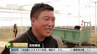 [中国财经报道]西藏江孜：发展藏红花产业 助力脱贫| CCTV财经