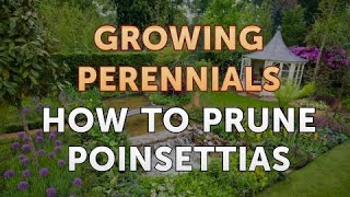 How to Prune Poinsettias