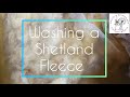 Washing a shetland fleece