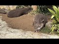 気持ちよくお昼寝中のサム君と来夢ちゃん【‎2025年‎1月23日】【上野動物園】アメリカバク