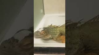 Yuna the #iguana enjoying a shower \u0026 soak