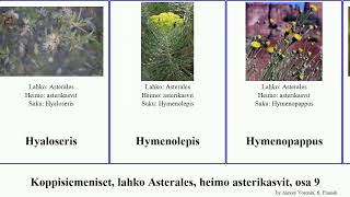 Koppisiemeniset, lahko Asterales, heimo asterikasvit, osa 9 angiosperms mollis annua pratense Fuse