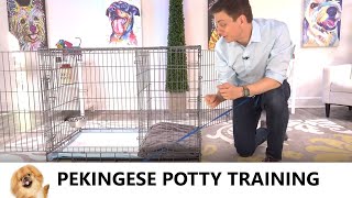 Pekingese Potty Training from World-Famous Dog Trainer Zak George - Potty Train a Pekingese Puppy