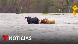 Captan a tres vacas sorteando una vía inundada en la ciudad de Arcadia, Florida | Noticias Telemundo