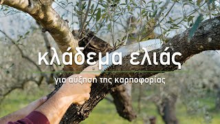 🌳 Κλάδεμα Ελιάς: Πώς γίνεται το κλάδεμα καρποφορίας - Τα Μυστικά του Κήπου