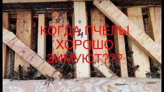 ЗИМОВКА НА УЛИЦЕ !!!  КАКИЕ УСЛОВИЯ ДЛЯ УСПЕШНОЙ ЗИМОВКИ ПЧЁЛ ???