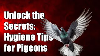 Unlock the Secrets: Essential Hygiene Tips for a Thriving Racing Pigeon Loft!