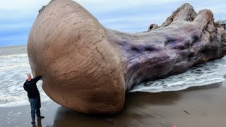 18 Strangest Things Washed Up on Beaches